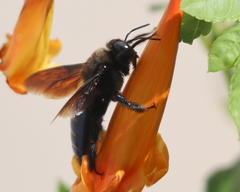 Xylocopa californica arizonensis