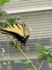 Papilio multicaudata