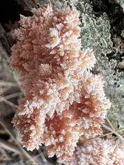 Hericium americanum