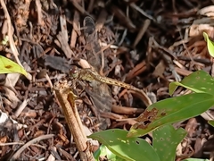 Neurothemis fluctuans