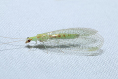 Chrysopa quadripunctata