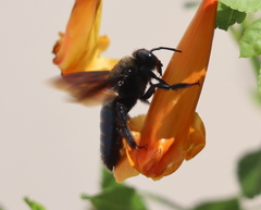 Xylocopa californica arizonensis