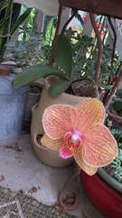 Phalaenopsis