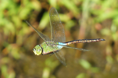 Anax parthenope julius