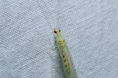 Chrysopa quadripunctata