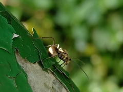 Polyrhachis illaudata