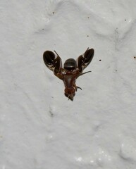 Delphinia picta
