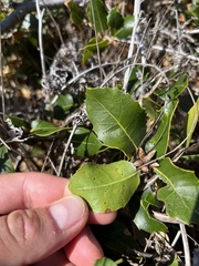 Quercus wislizeni