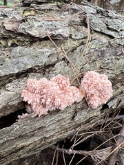 Hericium americanum