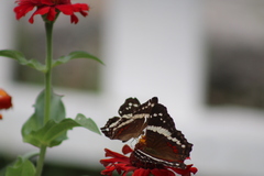 Anartia fatima