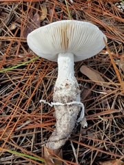 Amanita