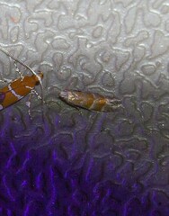 Battaristis vittella