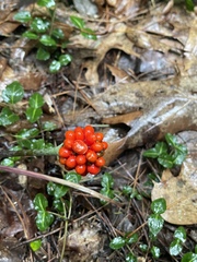 Arisaema triphyllum