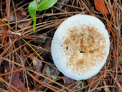 Amanita