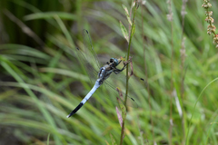 Orthetrum albistylum