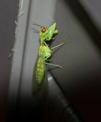 Zeugomantispa minuta