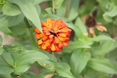 Zinnia elegans