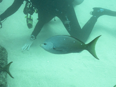 Cephalopholis colonus