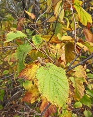 Corylus cornuta