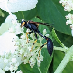 Sceliphron caementarium