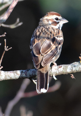 Chondestes grammacus