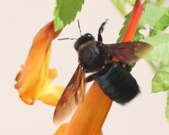 Xylocopa californica arizonensis