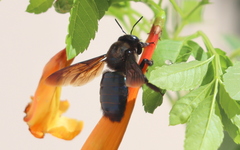 Xylocopa californica arizonensis