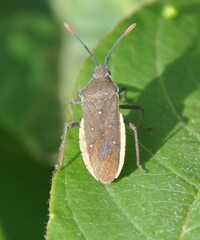Catorhintha apicalis