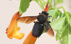 Xylocopa californica arizonensis