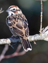 Chondestes grammacus