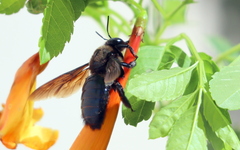 Xylocopa californica arizonensis