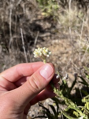 Pseudognaphalium californicum