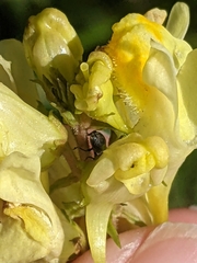 Linaria vulgaris