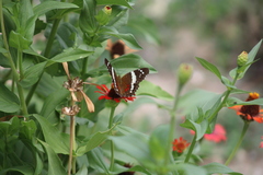 Anartia fatima