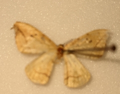 Drepana arcuata