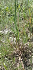 Schizachyrium scoparium