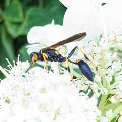 Sceliphron caementarium