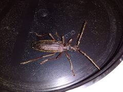 Nesoptychias simpliceps