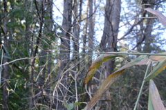 Phragmites australis americanus