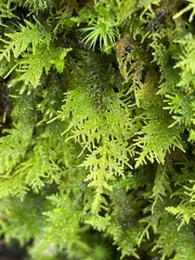 Thuidium