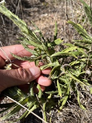 Pseudognaphalium californicum