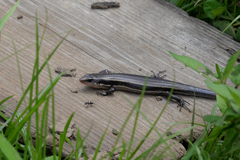 Plestiodon finitimus