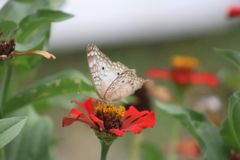 Anartia jatrophae