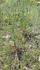 Schizachyrium scoparium