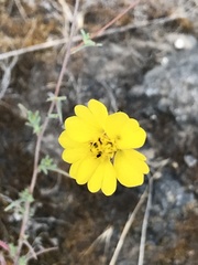 Calycadenia truncata