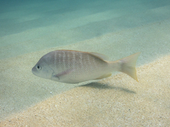 Lutjanus argentiventris