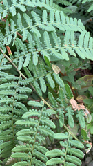 Pteridium aquilinum pubescens