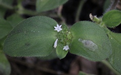 Richardia scabra