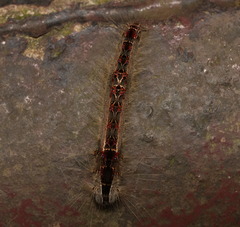 Metanastria hyrtaca