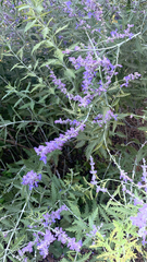 Salvia yangii